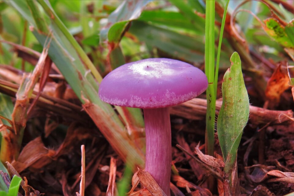 Nature fungus pink mushroom