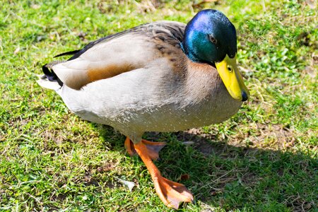 Duck bird bird nature