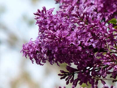 Flowers spring purple