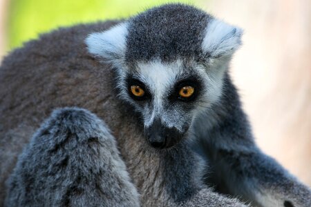 Madagascar mammal face photo