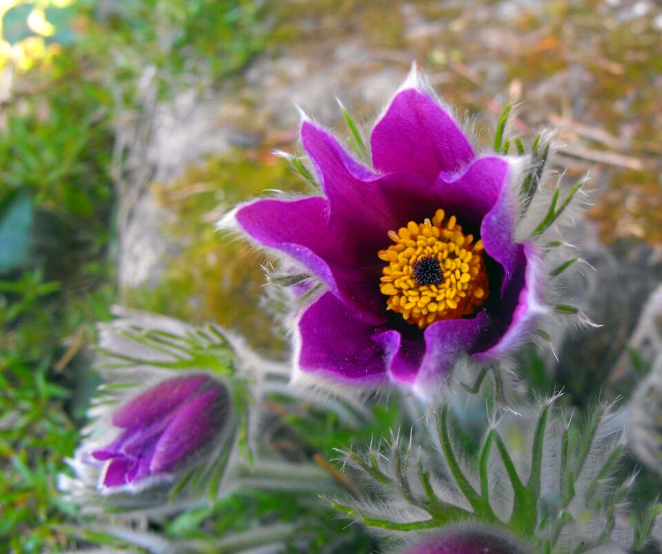 Flower plant detail