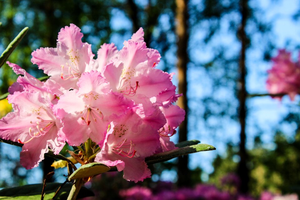 Blossom pink nature