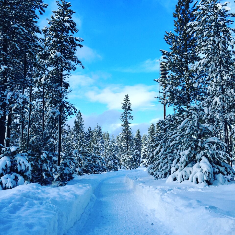 Nature cold blue photo