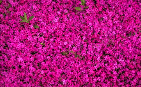 Purple texture pattern