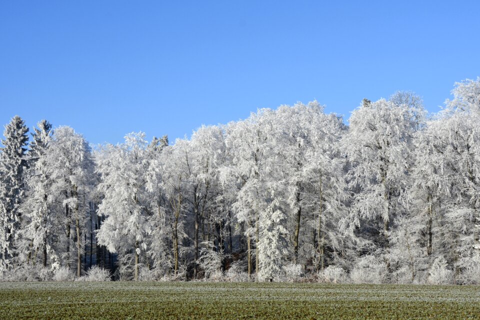 Forest morgentau ripe