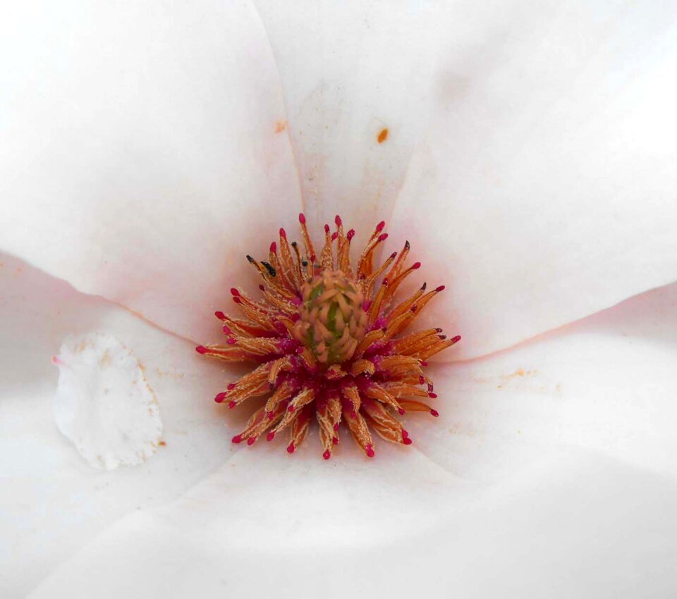 White petals the header