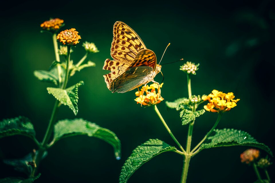 Flora flowers insect