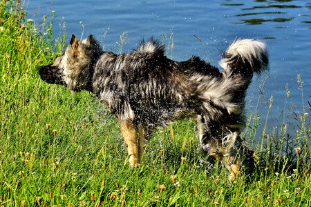 Shake out dog race