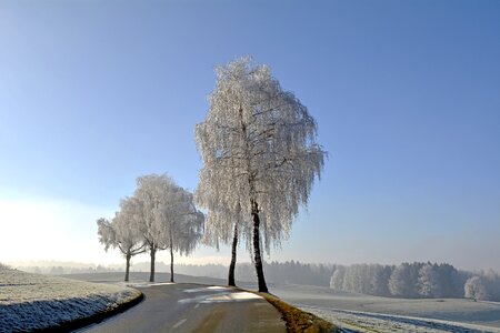 Morgentau ripe nature