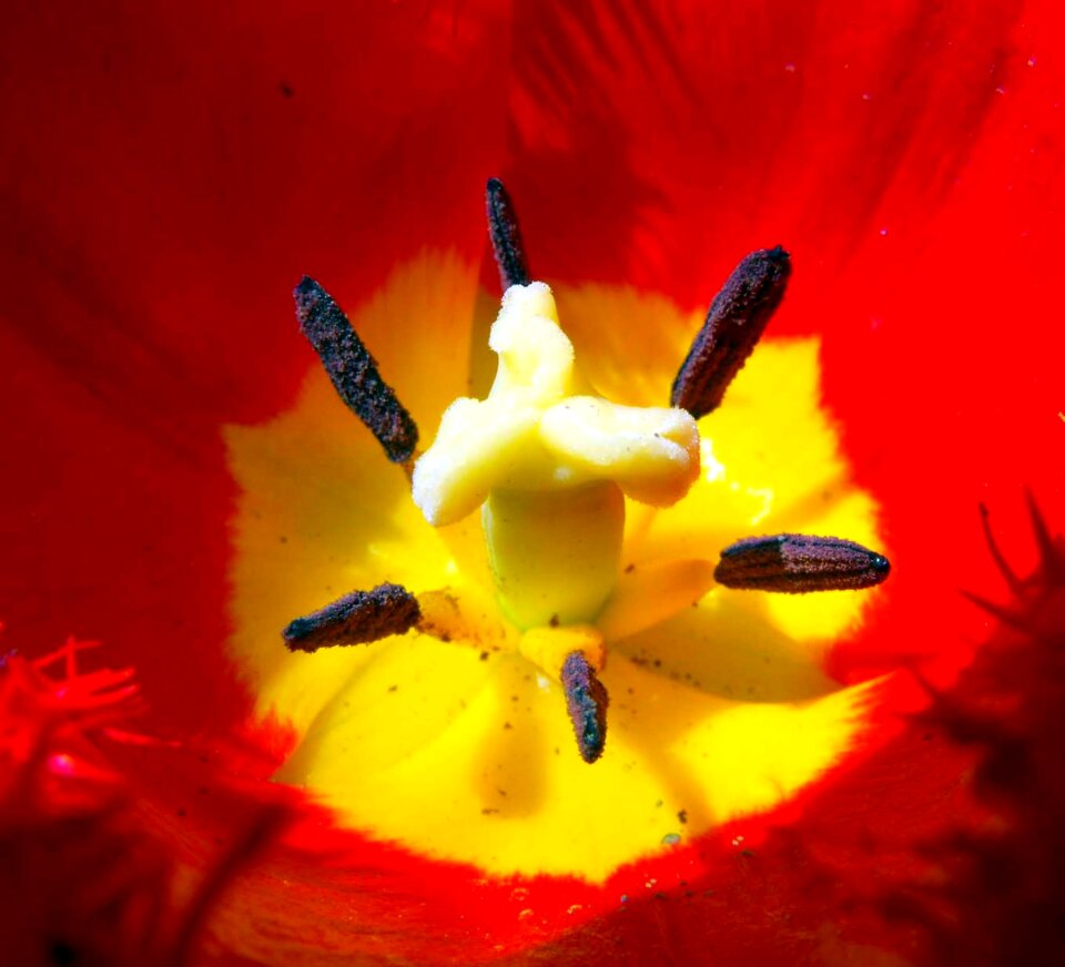Piestik yellow red