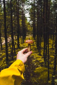 Outdoors toadstool trees