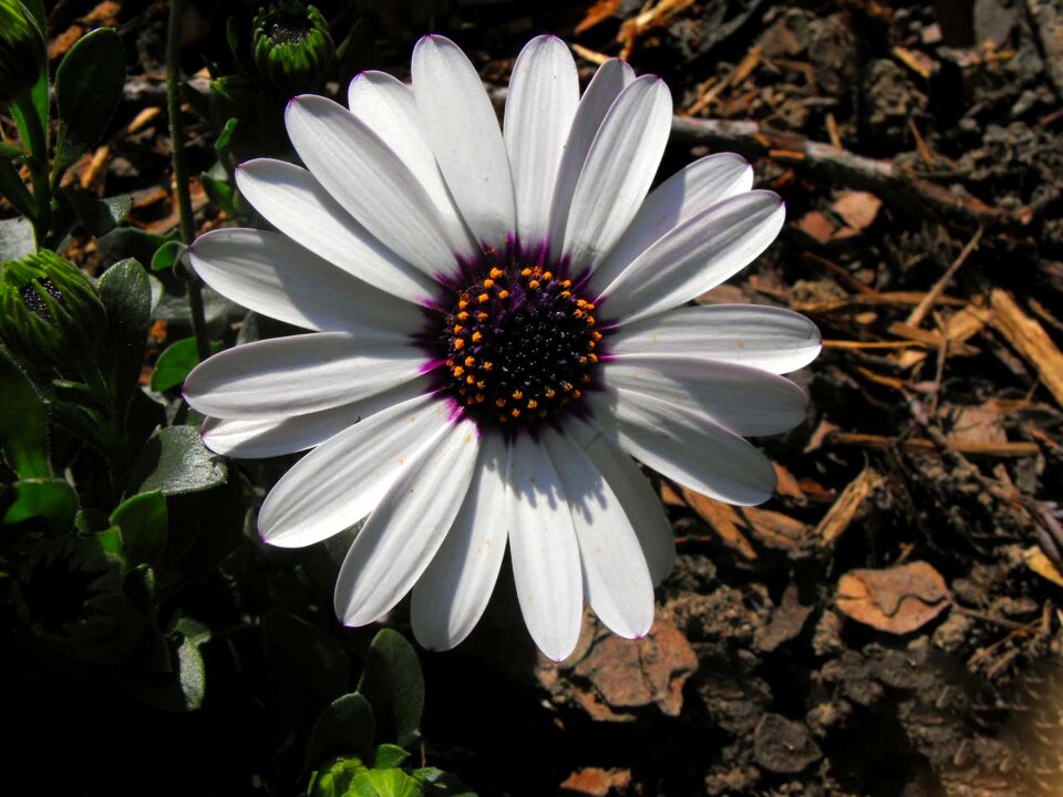 White petals meadow flowers