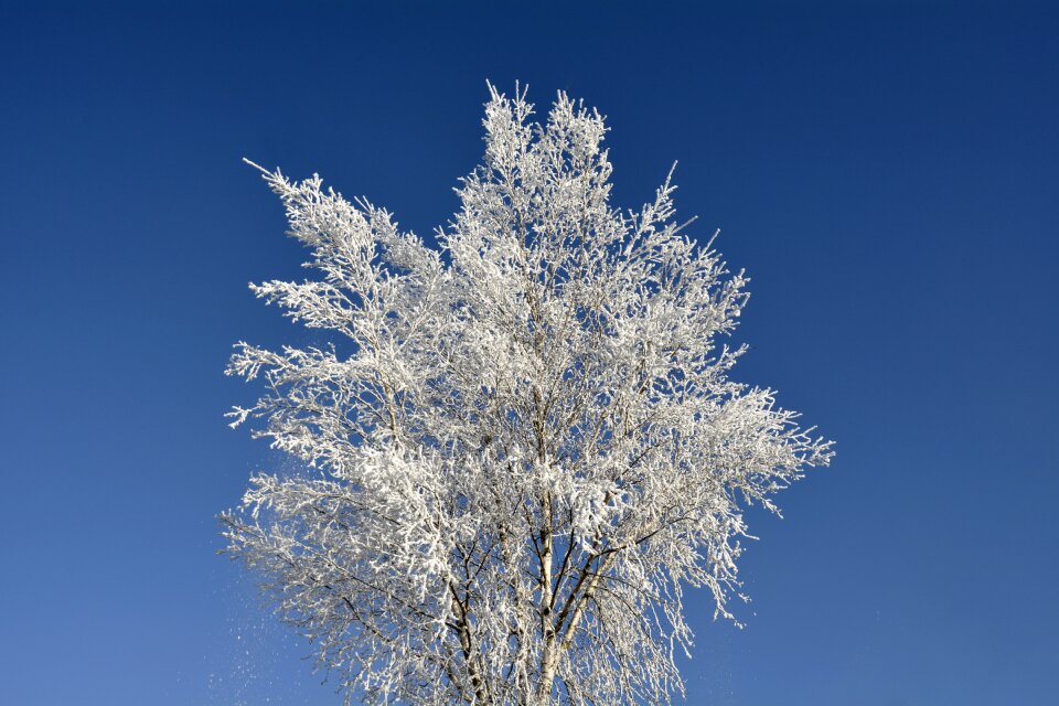 Wintry morgentau ripe