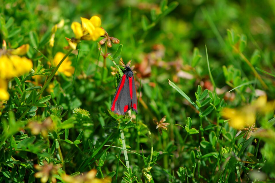 Cinnabar nature insect