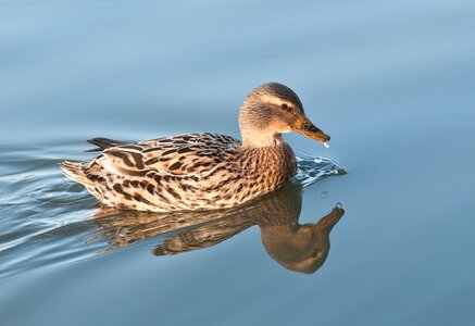 Reflection mallard bird photo