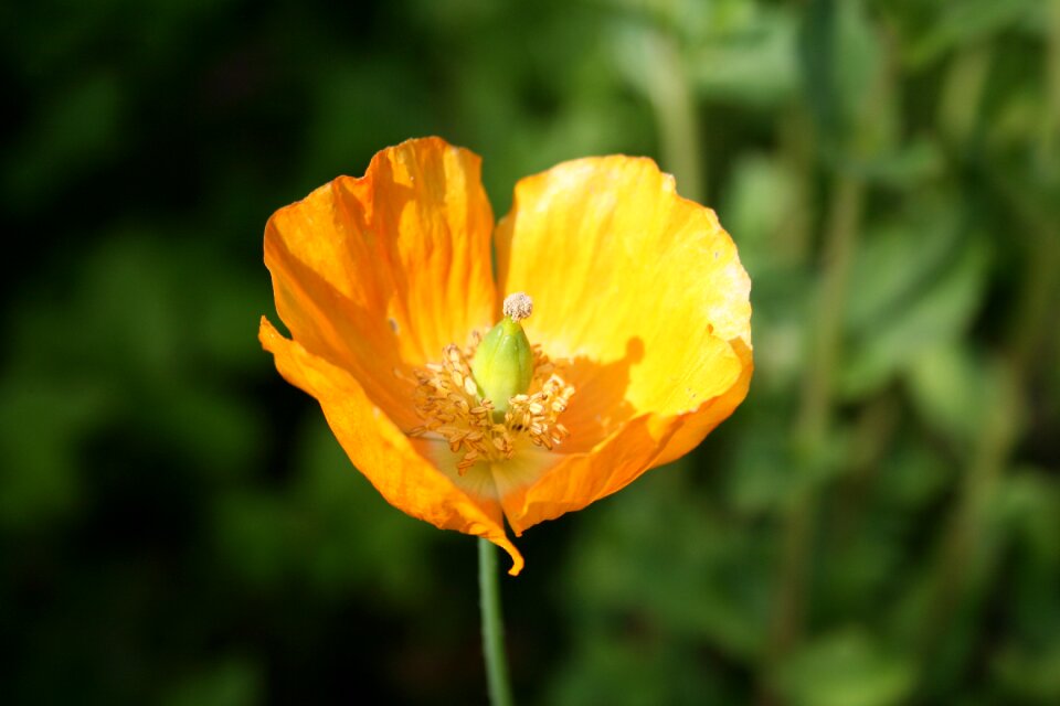 Yellow summer bloom