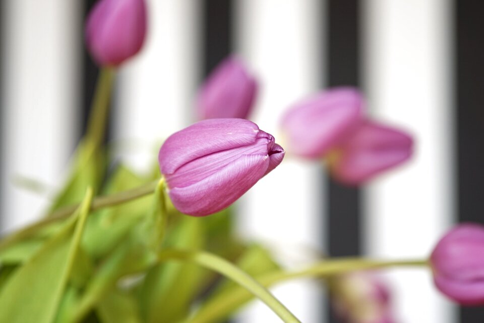 Spring pink bouquet