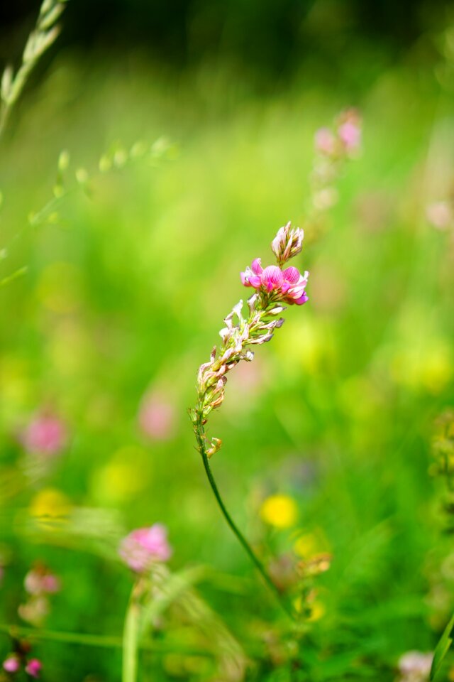 Bloom pink onobrychis