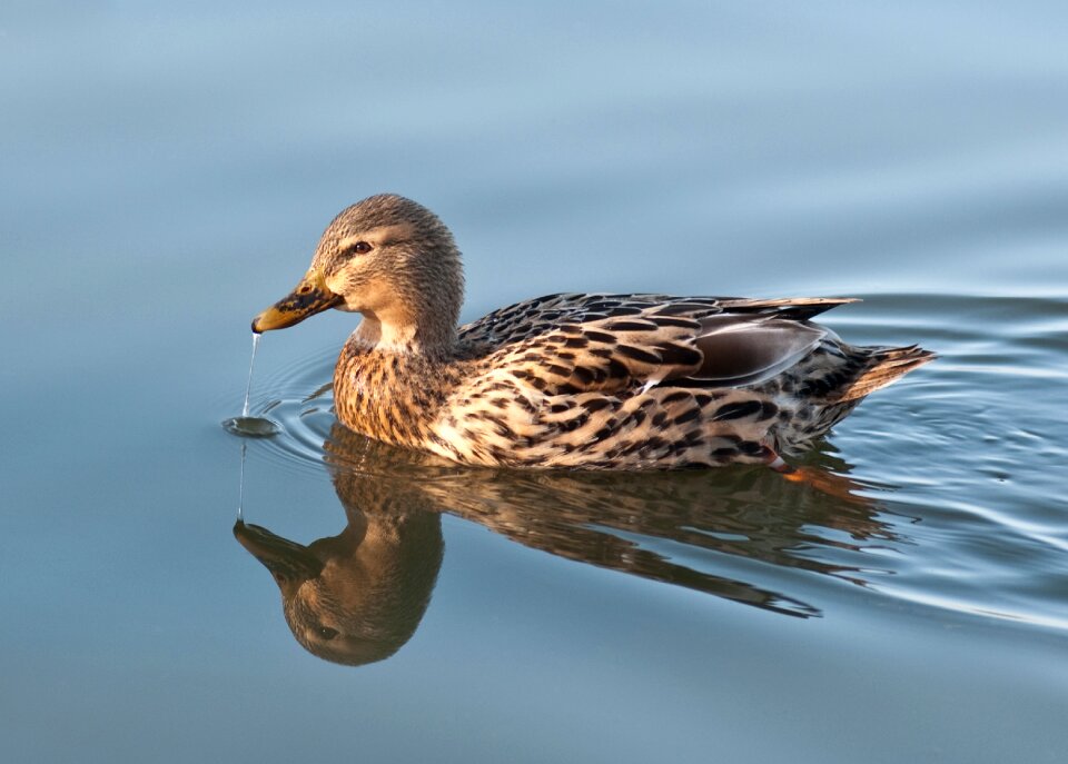 Reflection mallard bird