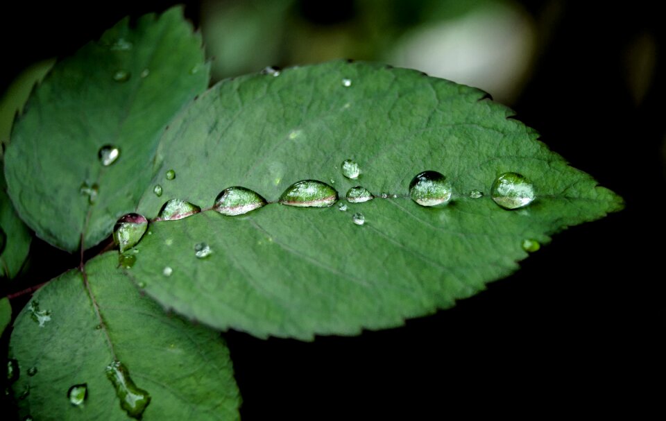 Outdoor leaf leaves