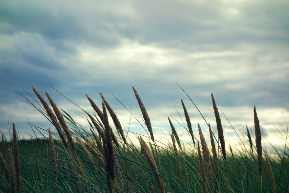 Grass growth landscape