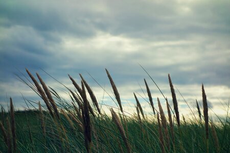 Grass growth landscape