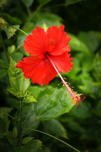 Nature petal flower