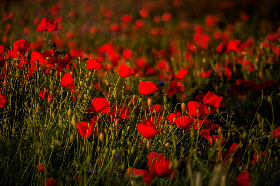 Flowers red flower