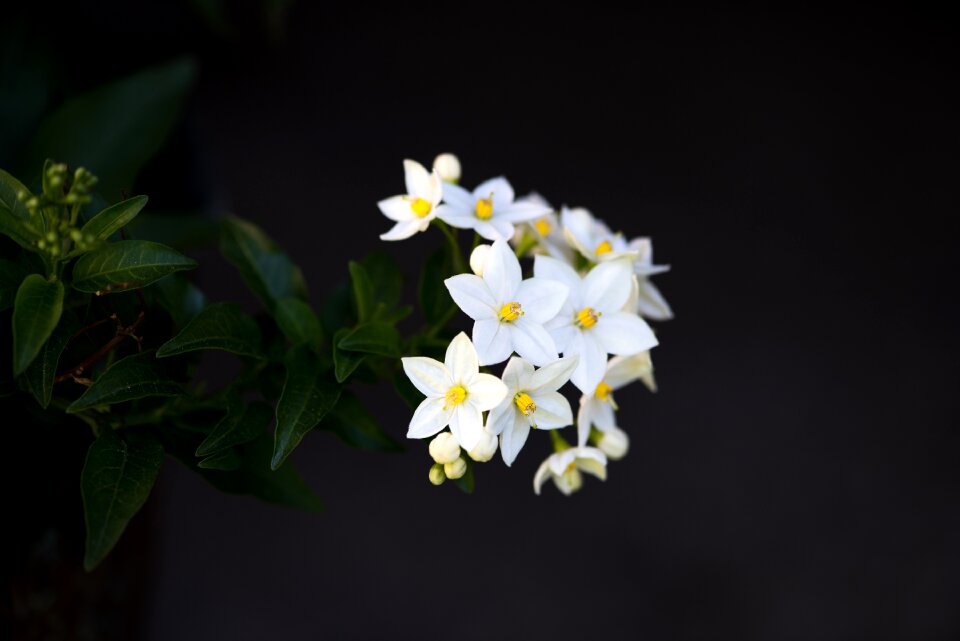Bloom white flowers small flowers