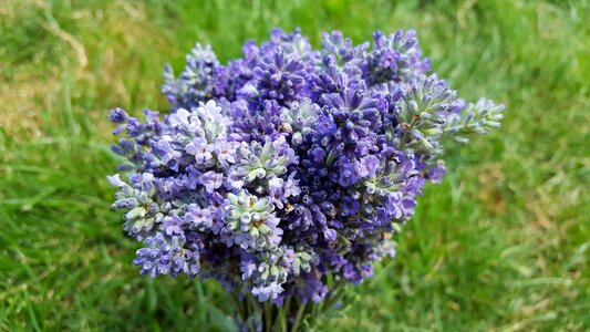 Lavandula lavandula officinalis lavender bouquet photo