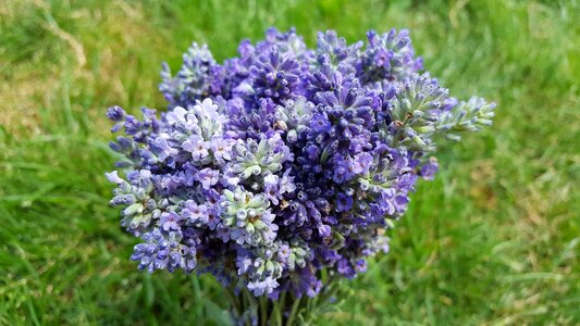 Lavandula lavandula officinalis lavender bouquet