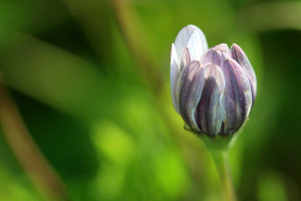 Nature bokeh close-up