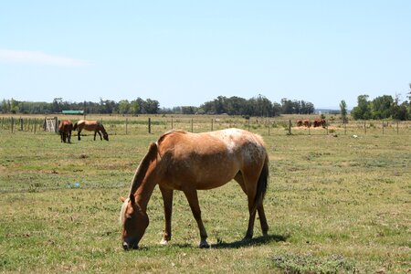 Uruguay equestrian pasture