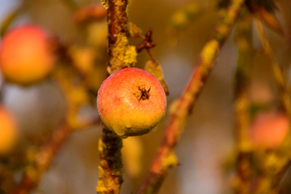 Fruit nature red