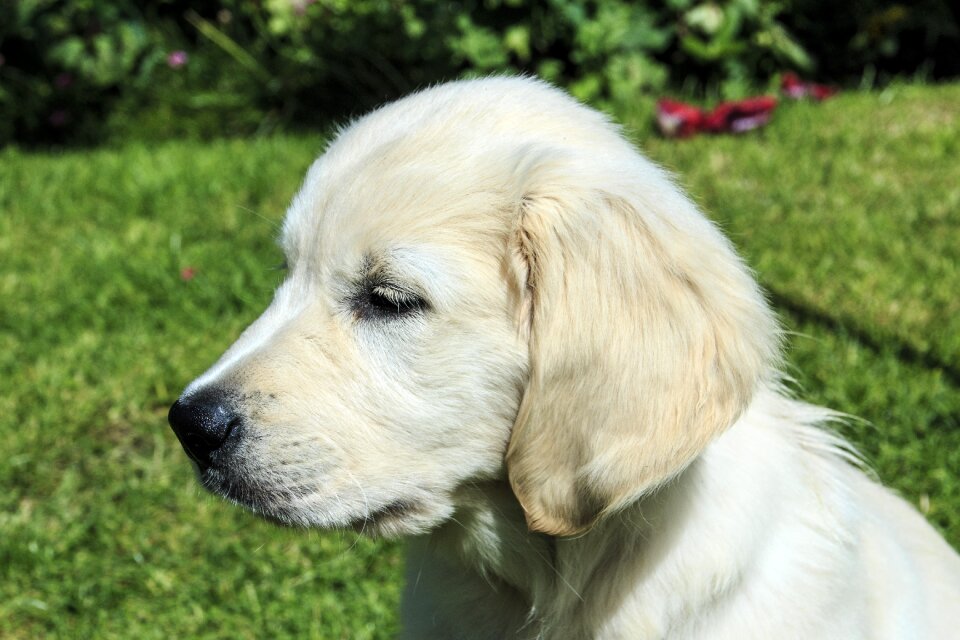 Golden retriever puppies