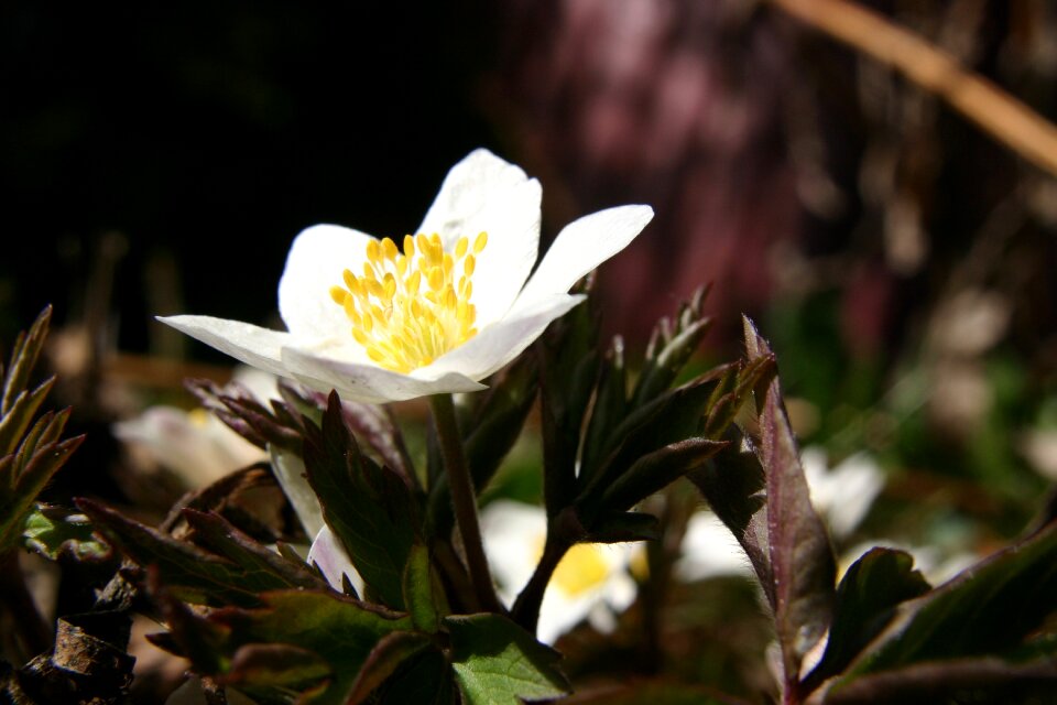 Spring flower winter our winter