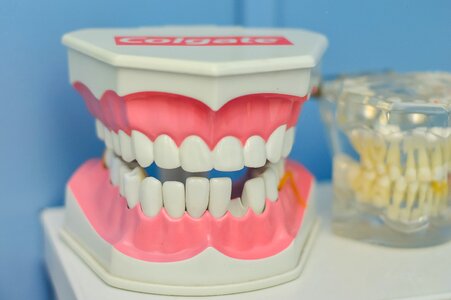 Tooth macromodelo dentist photo