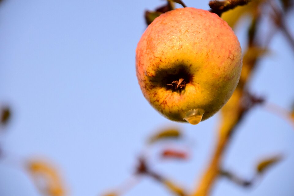 Fruit nature red