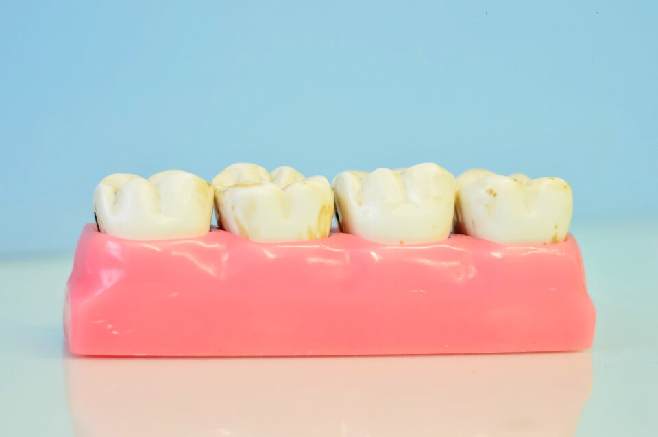 Macromodelo of teeth dental office teeth