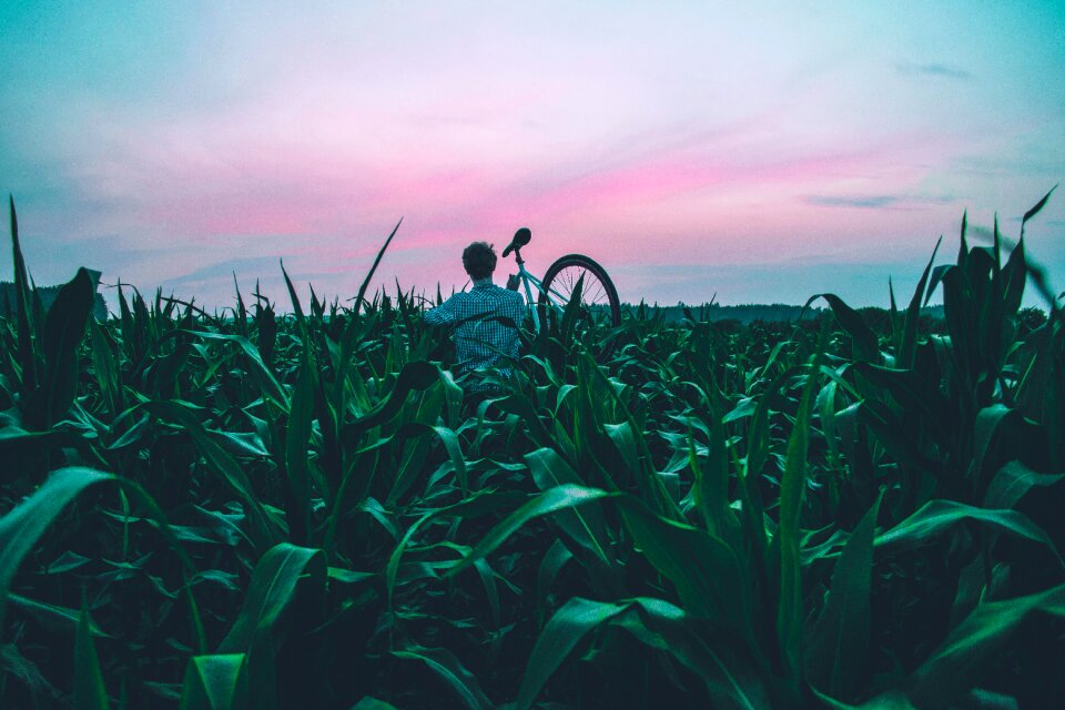 Field grass landscape