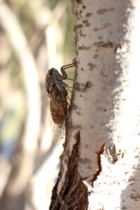 Small animal flying camouflage