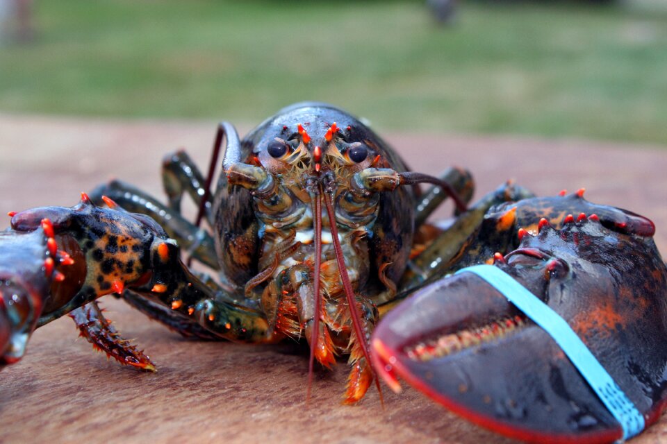 Crustacaen seafood shellfish