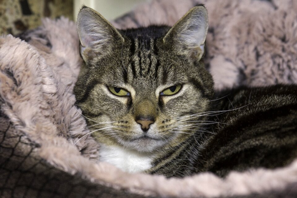 Feel good domestic cat animal