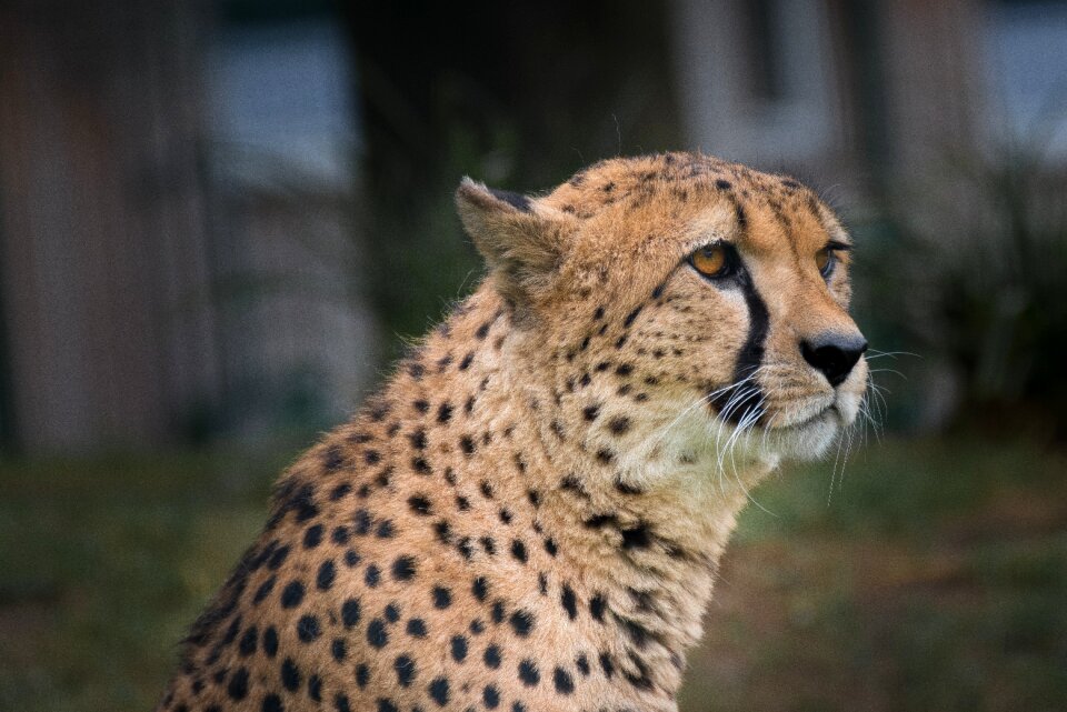 Head wildcat predator