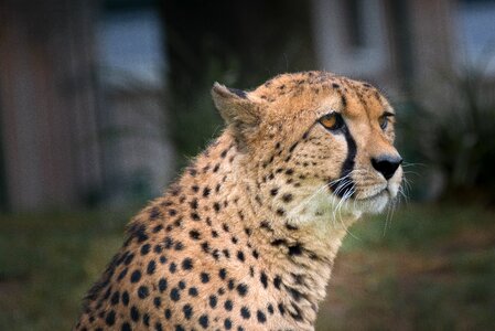 Head wildcat predator photo