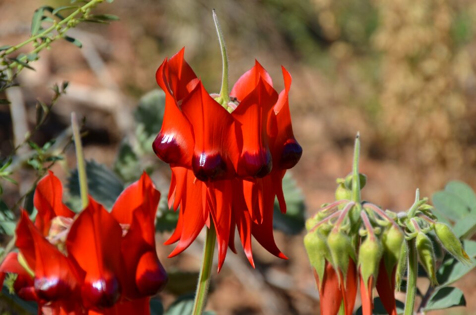 Red australian floral