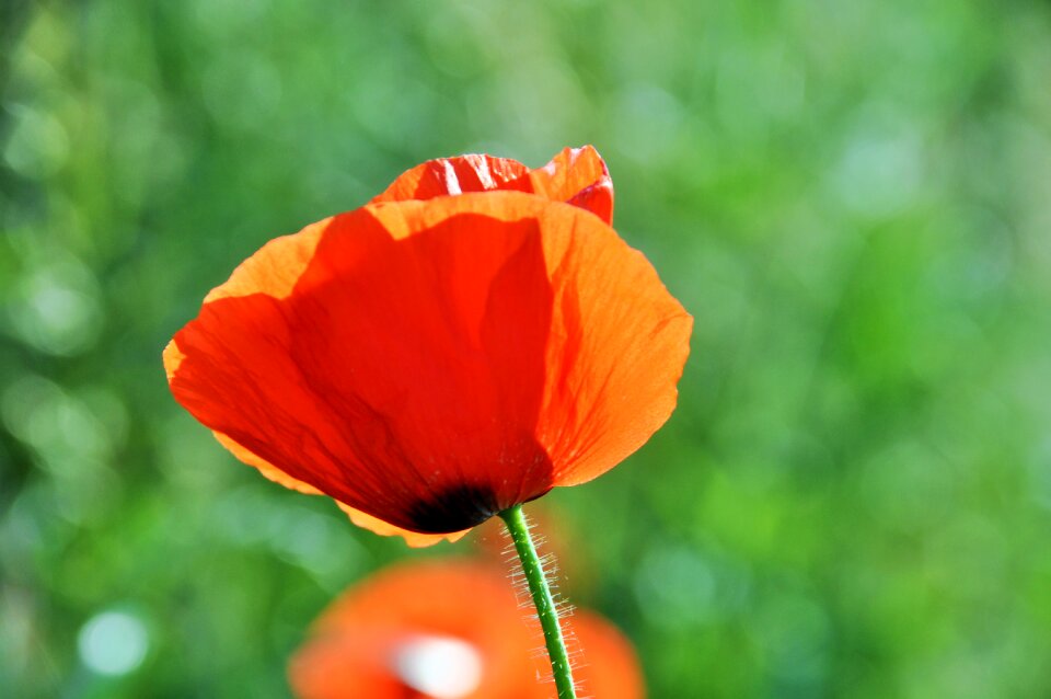 Nature flowers field