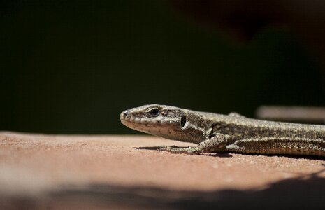 Lizard reptile black background