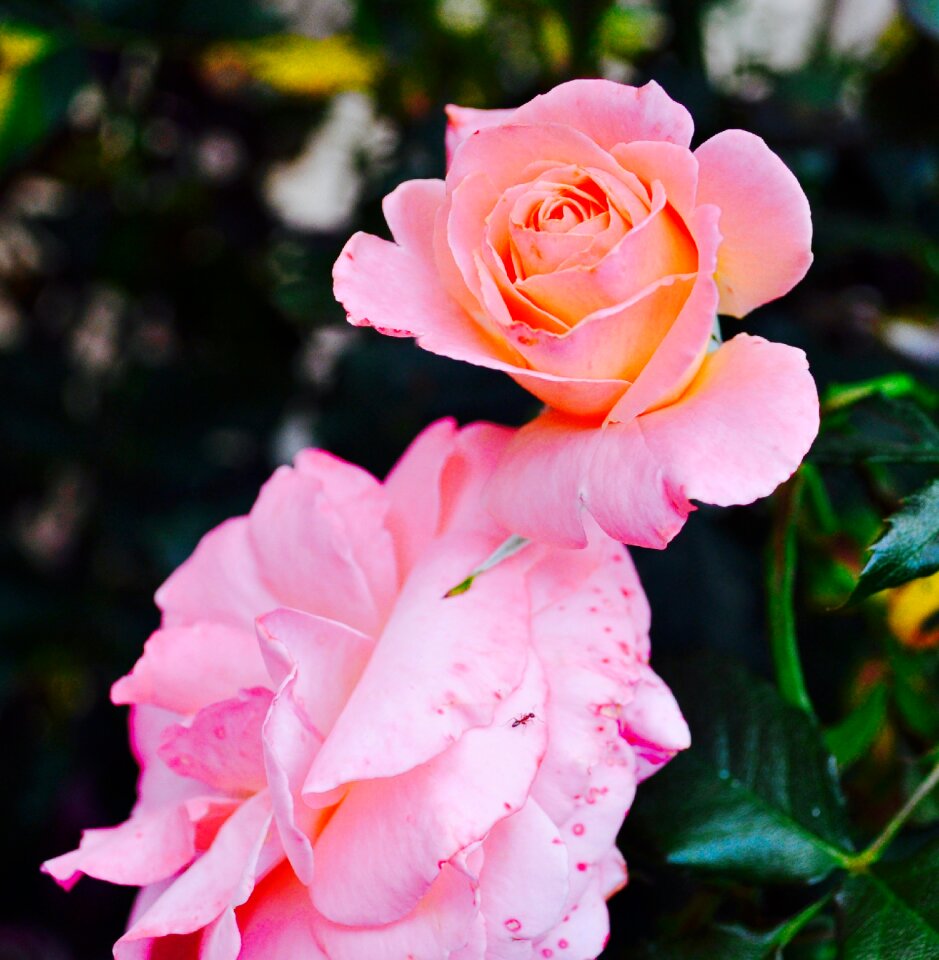 Petal floral natural