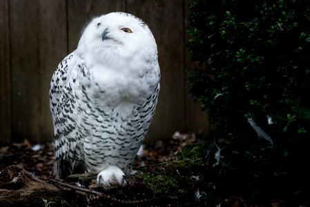 Bird feather animal